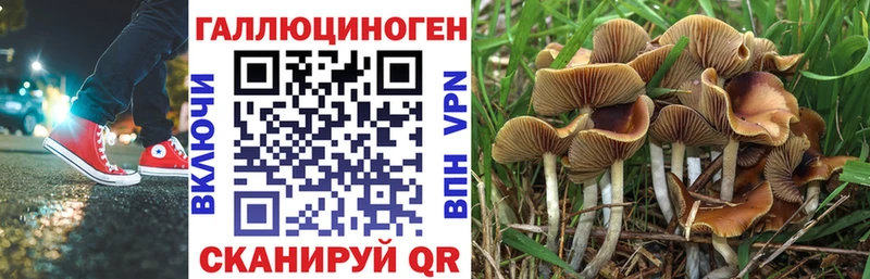 мега рабочий сайт  купить наркотик  Новоалександровск  Галлюциногенные грибы GOLDEN TEACHER 
